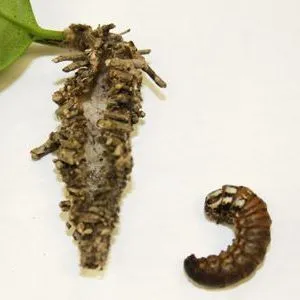 thumbnail for publication: Bagworm, Thyridopteryx ephemeraeformis Haworth (Insecta: Lepidoptera: Psychidae)